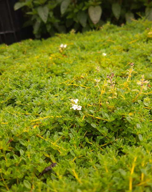 Thymus praecox `Wirral White`